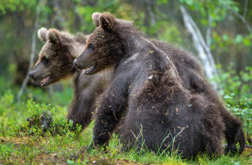 Fototapeta premium Brown bear cubs in summer forest. Scientific name: Ursus Arctos Arctos. Wild nature, Natural habitat.