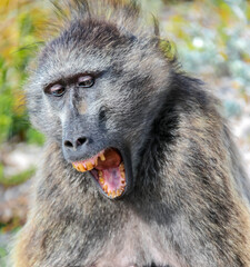 Female baboon yawns opening her mouth with sore teeth.