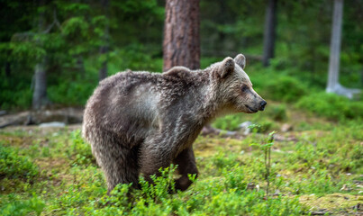 Running brown bear cub in summer forest. Motion blur. Wild nature. Natural habitat