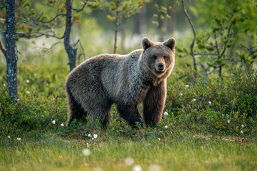 Brown bear in the summer forest at sunrise. Scientific name: Ursus arctos. Wild nature. Natural habitat..