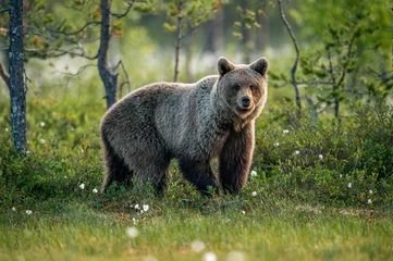 Fototapeten Brown bear in the summer forest at sunrise. Scientific name: Ursus arctos. Wild nature. Natural habitat.. © Uryadnikov Sergey