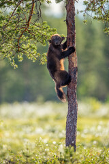 Wolverine climbing on the pine tree. Sunset light. Wild nature. Natural habitat. Scientific name: Gulo Gulo