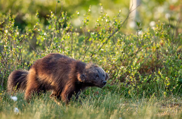 Wolverine in wild nature. Natural habitat. Sunset light.