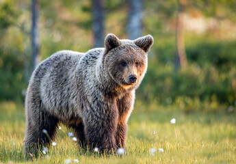 Fototapeta premium Brown bear in the summer forest at sunrise. Scientific name: Ursus arctos. Wild nature. Natural habitat..