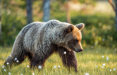 Brown bear walking in the summer forest at sunrise. Scientific name: Ursus arctos. Wild nature. Natural habitat.
