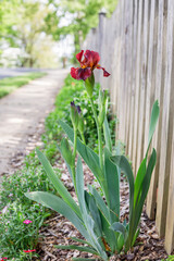 Bearded Iris 'Red Zinger' blooming along a wooden fence in a home garden in spring