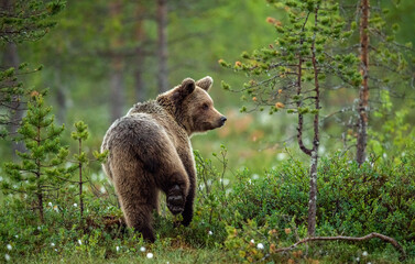 Brown bear in the summer forest at sunrise. Scientific name: Ursus arctos. Wild nature. Natural habitat.. - obrazy, fototapety, plakaty
