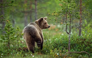 Foto op Aluminium Brown bear in the summer forest at sunrise. Scientific name: Ursus arctos. Wild nature. Natural habitat.. © Uryadnikov Sergey