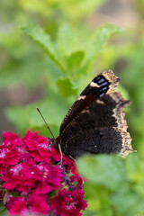 Mourning Cloak butterfly drinking the nectar of Sweet William flowers in a pollinator garden in Northern Virginia