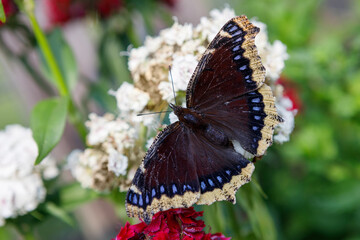 Mourning Cloak butterfly drinking the nectar of Sweet William flowers in a pollinator garden in...