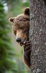 The bear is hiding behind a tree. Close-up Portrait. Adult wild Brown bear in the summer forest. Dominant male. Wild nature. Natural habitat. Scientific name: Ursus Arctos.. - obrazy, fototapety, plakaty
