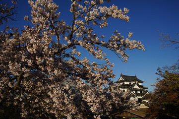Hikone-jo castle in cherry blossom season