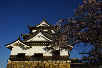 Hikone-jo castle in cherry blossom season