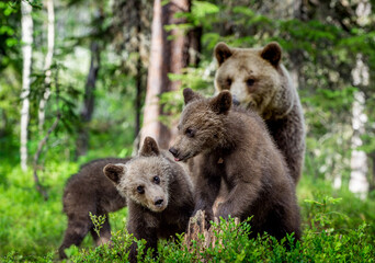 She-bear and bear cubs in the summer pine forest. Wild nature. Natural Habitat. Brown bear, scientific name: Ursus arctos.