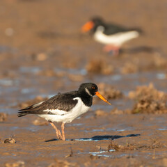 Eurasian oystercatcher (Haematopus ostralegus) on the beach, North Norfolk coast. Common British...