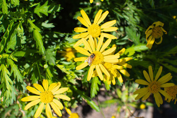 Top view of bushes with wild flowers, type yellow daisies and a pollinating bee