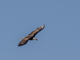 Bald eagle in flight