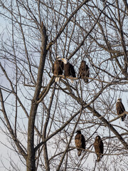 Bald Eagles in a tree during winter, both adults and juveniles