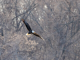 Bald eagle in flight