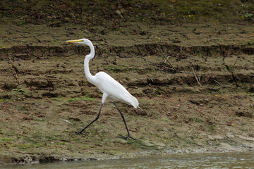 White heron walking on the river bank
