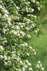 White flowers of a blooming hawthorn bush. Selective focus.