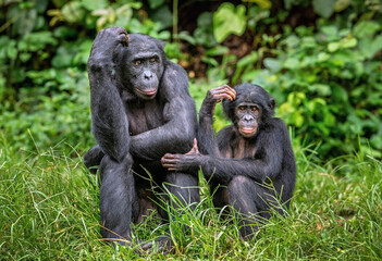 Bonobo with baby. Scientific name: Pan paniscus, called the pygmy chimpanzee. Democratic Republic of Congo. Africa