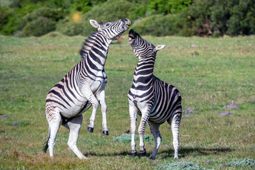 Fototapeta na wymiar Burchell zebras playing in the field, zebras playing in nature reserve in South Africa. .
