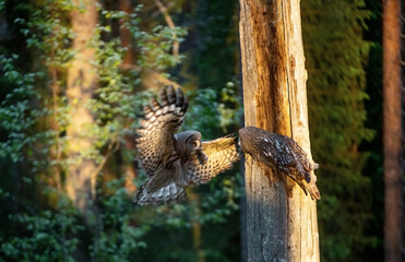 The owls feeds the chicks sitting in the nest in the hollow of an old tree. The Ural owl (Strix uralensis). Sunrise light. Summer forest. Natural habitat.