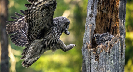 The owl feeds the chicks sitting in the nest in the hollow of an old tree. The Ural owl (Strix...
