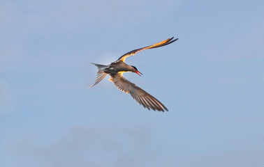 Adult common tern with open beak in flight in sunset light on the blue sky background. Close up. Scientific name: Sterna hirundo.