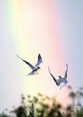 Showdown in the sky. Common Terns interacting in flight. Adult common terns in flight on the blue sky and rainbow background. Scientific name: Sterna hirundo.