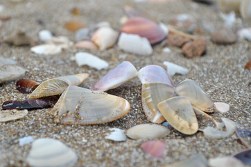 Almejas caracoles y conchas marinas en la playa de cerca