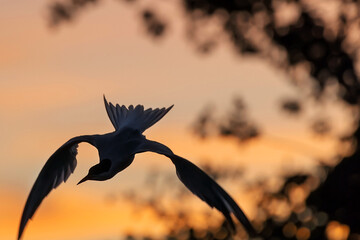 Silhouette of flying common tern. Flying common tern on the sunset sky background. Scientific name: Sterna hirundo.