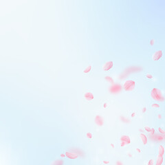 Sakura petals falling down. Romantic pink flowers corner. Flying petals on blue sky square background. Love, romance concept. Alive wedding invitation.