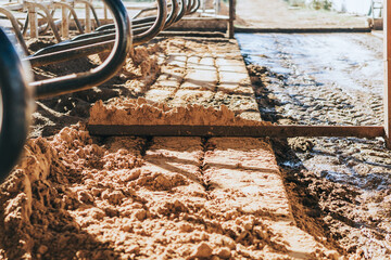 smoothing the sand from the cubicle housing for lactating cows