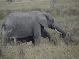 Naklejka na ściany i meble Elephant with baby in Africa