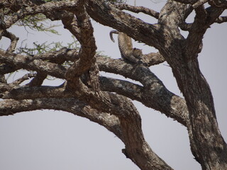 Leopard in tree in Africa