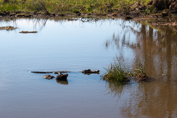 An alligator in the swamp near New Orleans, Louisiana, January 2022