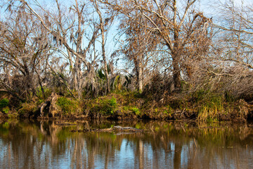 Fototapeta na wymiar An alligator in a swamp near New Orleans, an airboat tour, January 2022