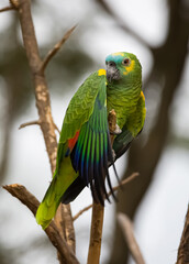 Loro chaqueño