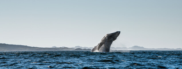 Humpback whale breaching. Humpback whale jumping out of the water. Megaptera novaeangliae. South Africa. - 482091605