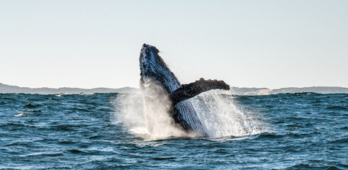 Humpback whale breaching. Humpback whale jumping out of the water. Megaptera novaeangliae. South Africa. - 482091626
