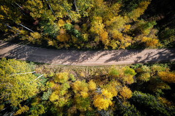 Forest in Autumn Looking Straigth Down