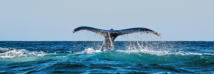 A Humpback whale raises its powerful tail over the water of the Ocean. The whale is spraying water. Scientific name: Megaptera novaeangliae. South Africa. - obrazy, fototapety, plakaty