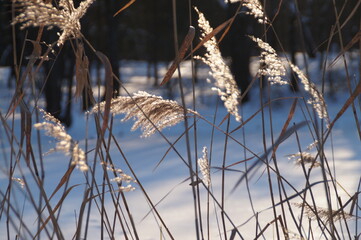 reeds in the snow