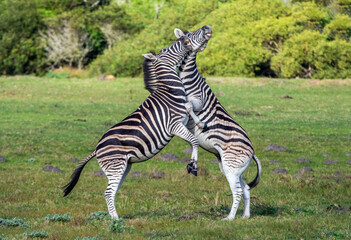Fototapeta na wymiar Burchell zebras playing in the field, zebras playing in nature reserve in South Africa. .