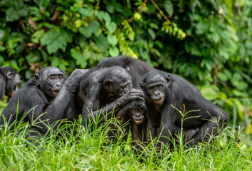 Group of bonobos on green natural background. The Bonobo, Scientific name: Pan paniscus, sometime...