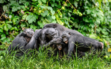 Group of bonobos on green natural background. The Bonobo, Scientific name: Pan paniscus, sometime called the pygmy chimpanzee. Democratic Republic of Congo. Africa