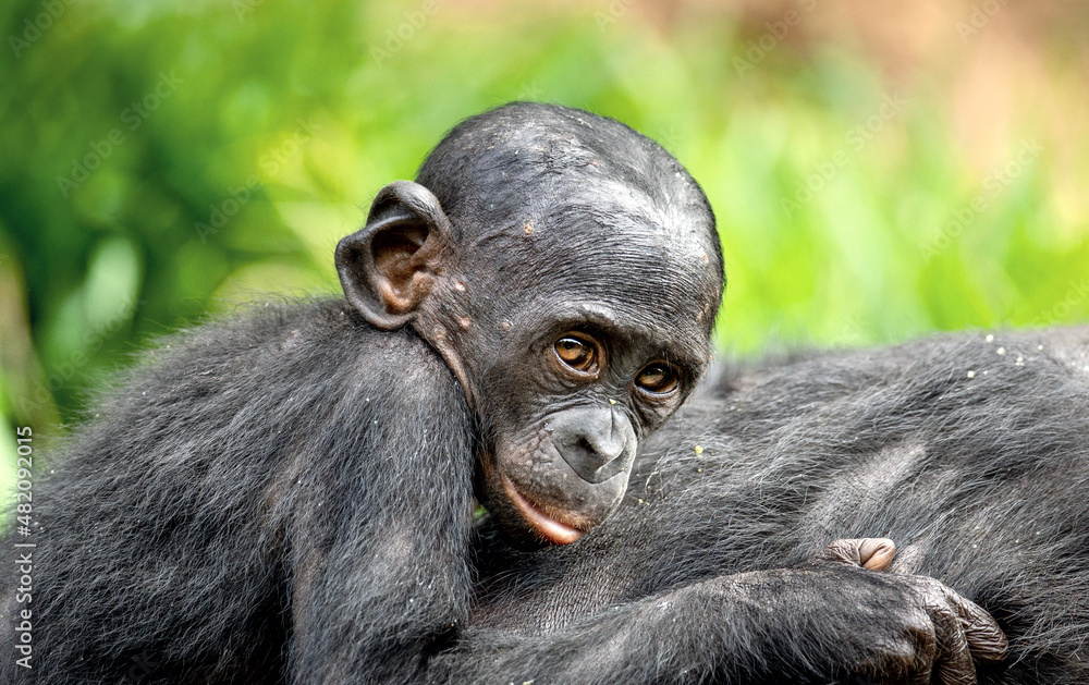 Canvas Prints bonobo cub on the mother's back. the bonobo, scientific name: pan paniscus, earlier being called the