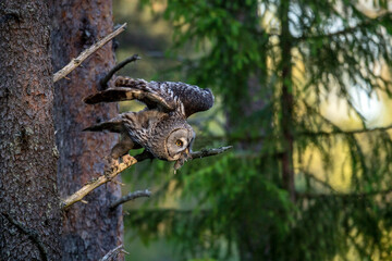 The owl with prey. The Ural owl (Strix uralensis). . Summer forest. Natural habitat.